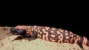 Yadozub arizona nebo obydlí